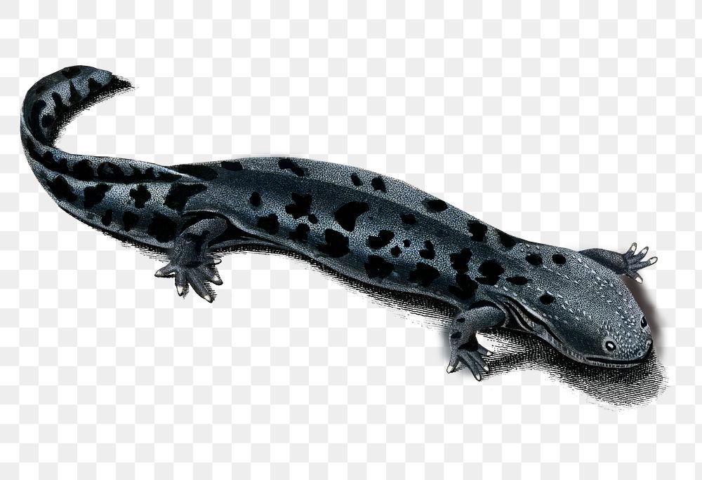 Vintage hellbender salamander png amphibian, remix from artworks by Charles Dessalines D'orbigny