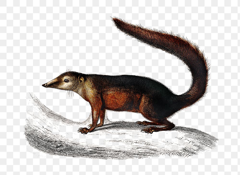 Vintage png common treeshrew animal, remix from artworks by Charles Dessalines D'orbigny