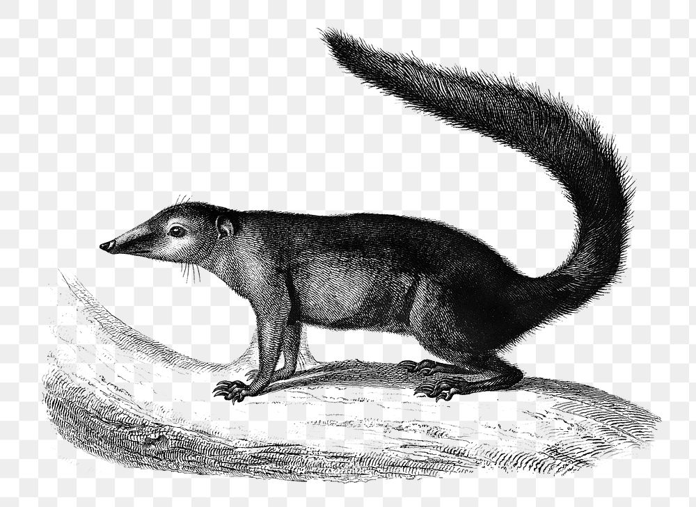 Vintage png common treeshrew animal, remix from artworks by Charles Dessalines D'orbigny