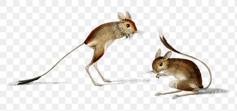 Vintage jerboa png hand drawn animal hopping desert rodent, remix from artworks by Charles Dessalines D'orbigny