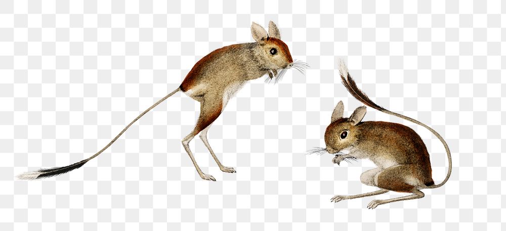 Vintage jerboa png hand drawn animal hopping desert rodent, remix from artworks by Charles Dessalines D'orbigny