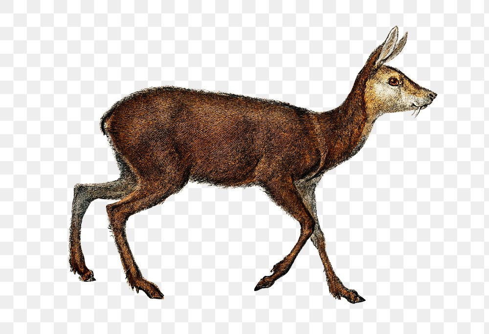 Hand drawn png musk deer, remix from artworks by Charles Dessalines D'orbigny