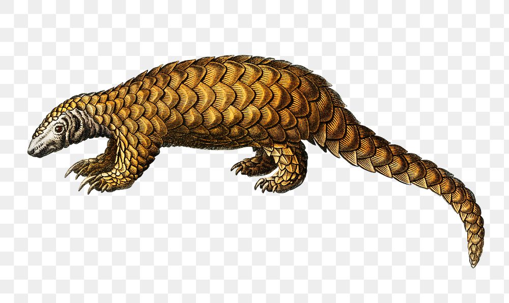 Vintage Indian Pangolin png animal hand drawn, remix from artworks by Charles Dessalines D'orbigny