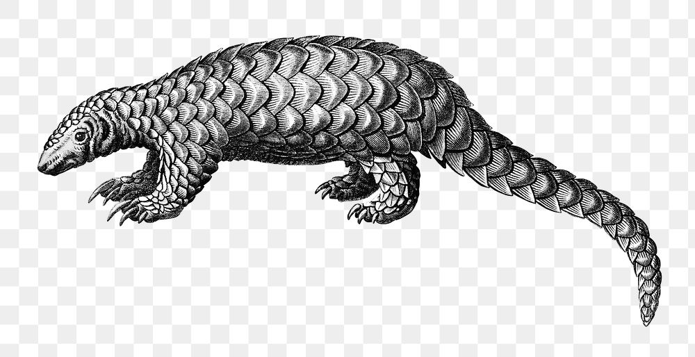 Vintage Indian Pangolin png animal bw, remix from artworks by Charles Dessalines D'orbigny