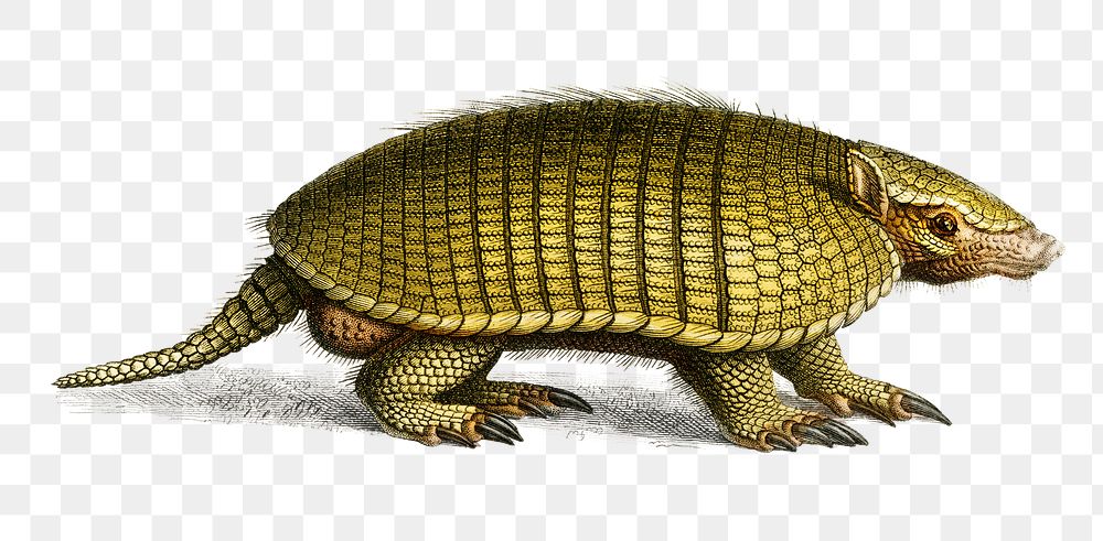 Vintage yellow armadillo png animal, remix from artworks by Charles Dessalines D'orbigny