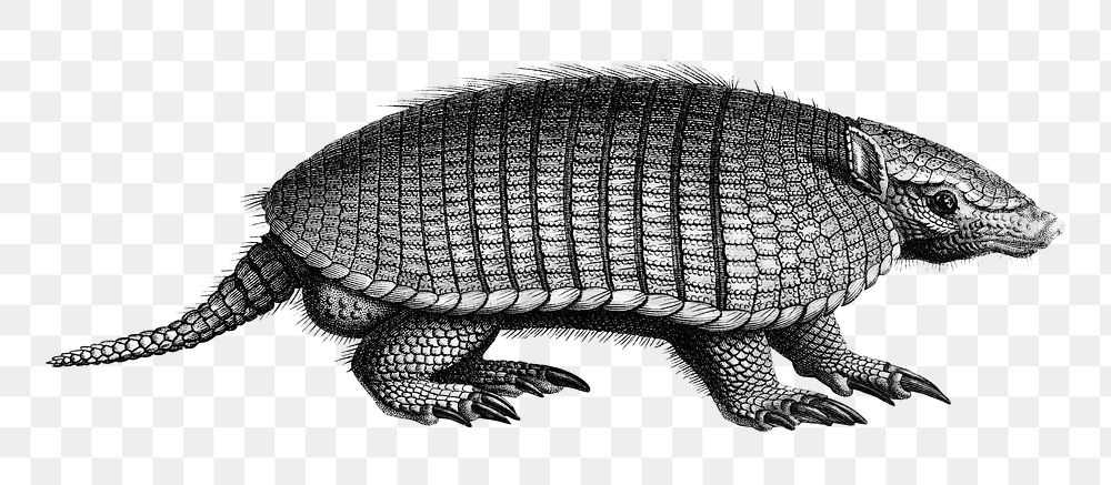 Vintage armadillo png animal bw, remix from artworks by Charles Dessalines D'orbigny