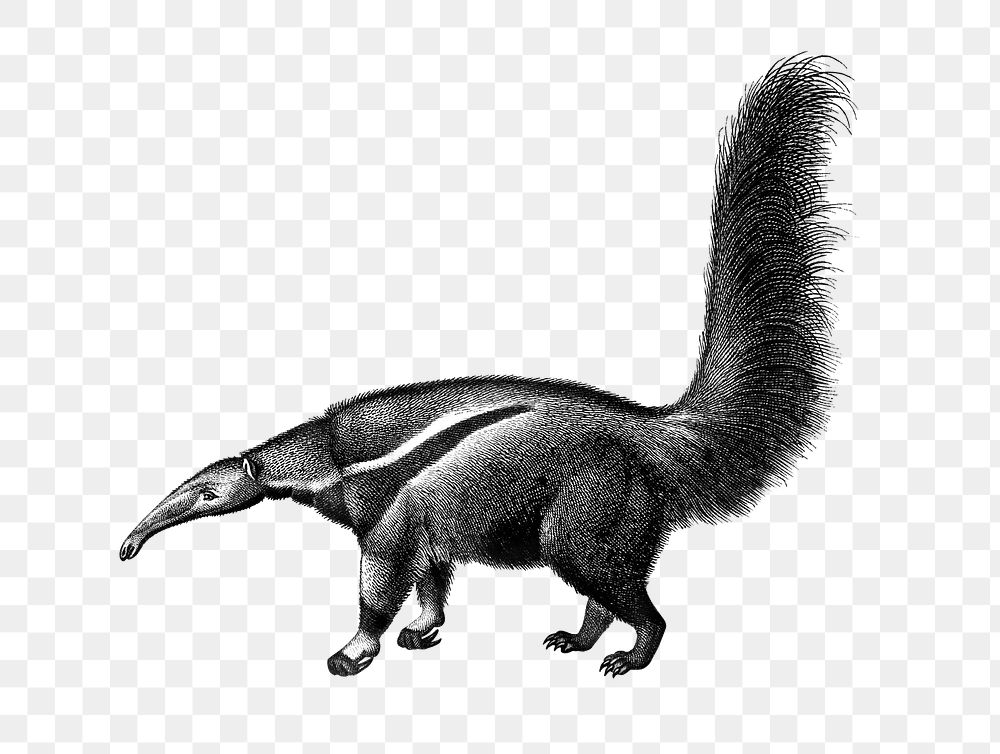 Vintage giant anteater png animal, remix from artworks by Charles Dessalines D'orbigny