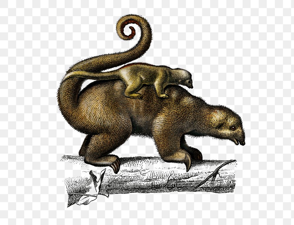 Vintage silky anteater png animal, remix from artworks by Charles Dessalines D'orbigny