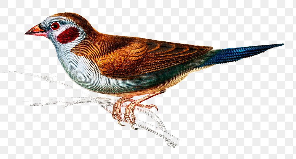 Vintage red-cheeked cordonbleu bird png, remix from artworks by Charles Dessalines D'orbigny