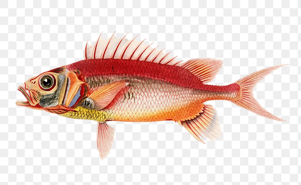 Vintage squirrelfish png, remix from artworks by Charles Dessalines D'orbigny