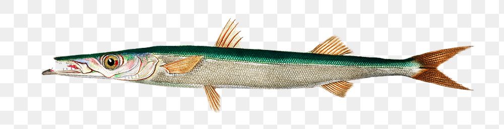 Vintage European barracuda png fish, remix from artworks by Charles Dessalines D'orbigny