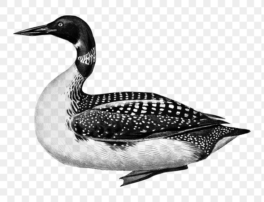 Vintage loon png, remix from artworks by Charles Dessalines D'orbigny