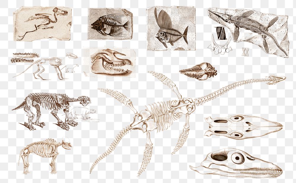 Vintage extinct animal fossils png, remix from artworks by Charles Dessalines D'orbigny
