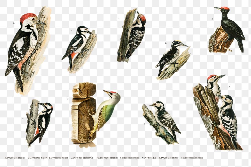 Vintage mixed woodpecker png sticker drawing collection