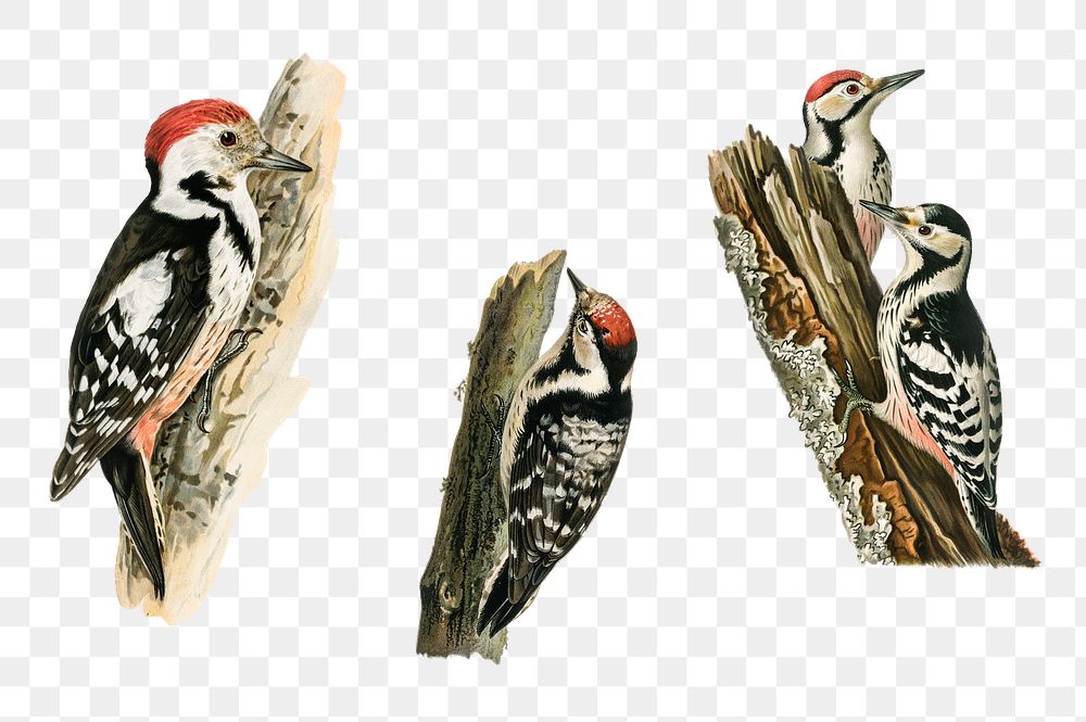 Vintage mixed woodpecker png sticker drawing set