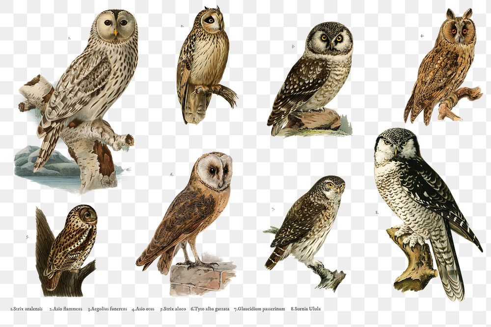 Hand drawn owl png bird set