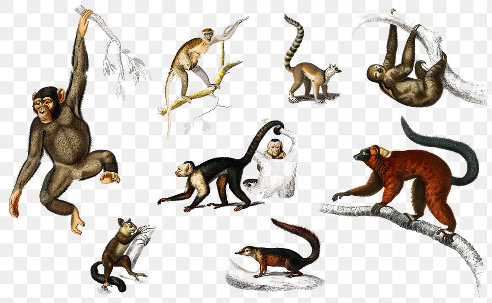 Vintage monkey and lemur png set, remix from artworks by Charles Dessalines D'orbigny