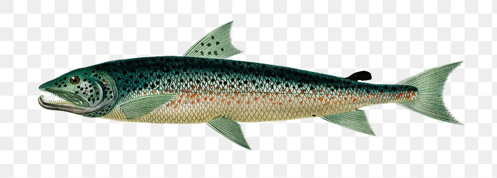 Vintage Atlantic salmon png fish, remix from artworks by Charles Dessalines D'orbigny