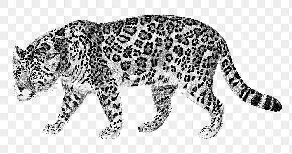 Vintage Jaguar png wild animal, remix from artworks by Charles Dessalines D'orbigny