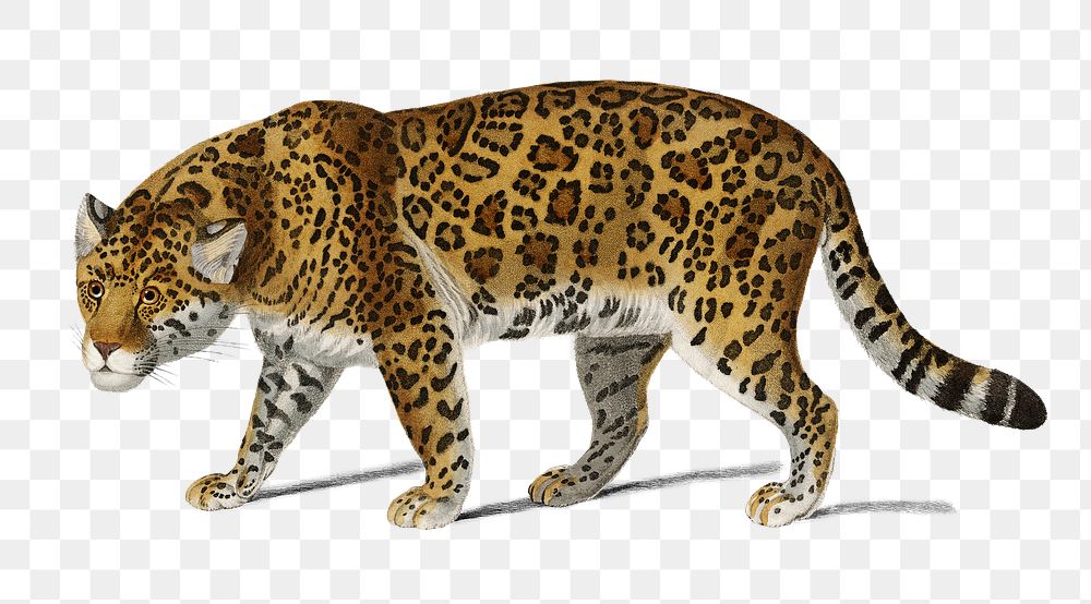 Vintage Jaguar png wild animal, remix from artworks by Charles Dessalines D'orbigny