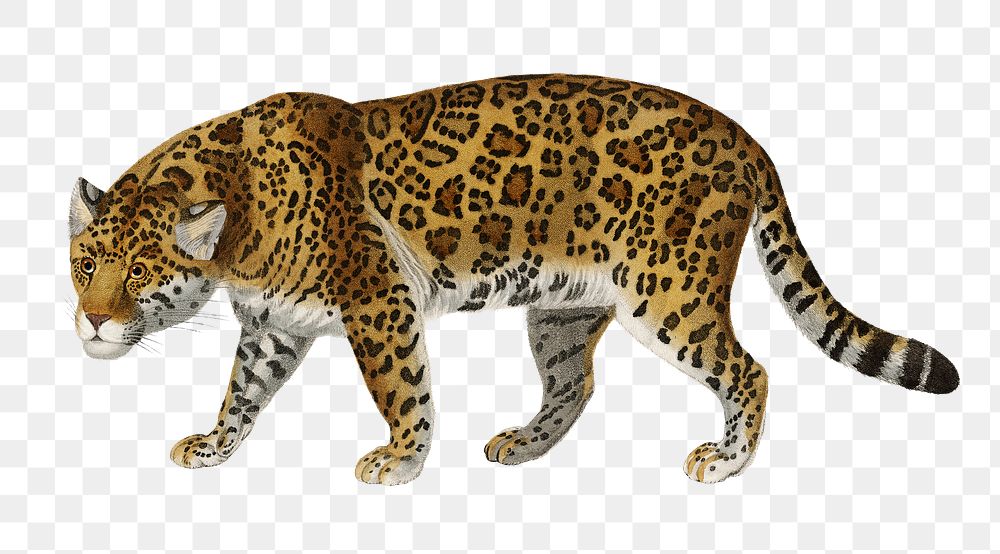 Vintage Jaguar png wild animal, remix from artworks by Charles Dessalines D'orbigny