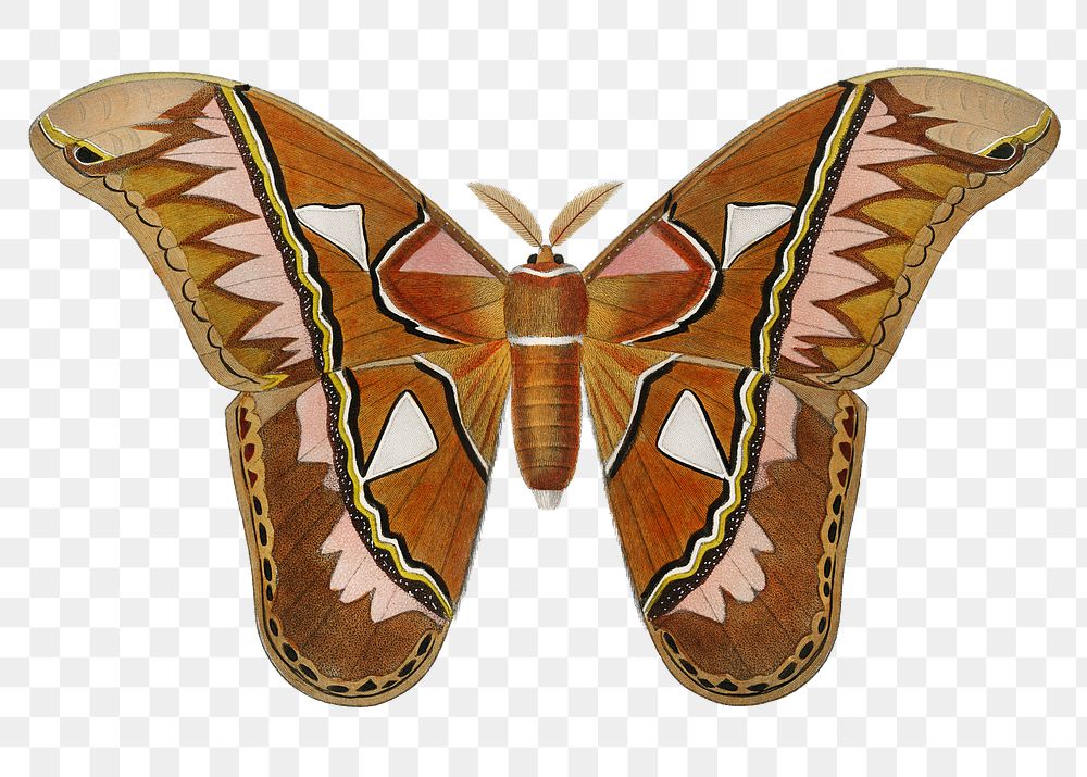 Vintage Attacus Atlas Moth png, remix from artworks by Charles Dessalines D'orbigny