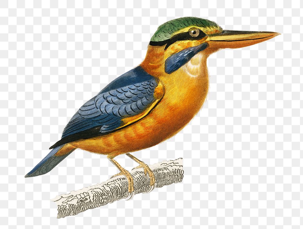 Vintage rufous-collared kingfisher bird png, remix from artworks by Charles Dessalines D'orbigny