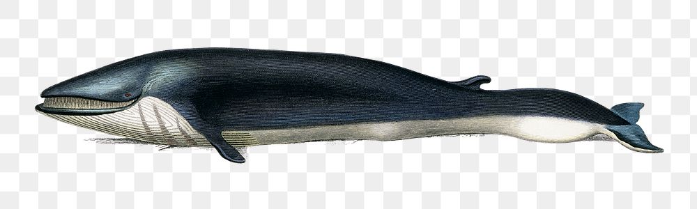 Vintage fin whale png, remix from artworks by Charles Dessalines D'orbigny