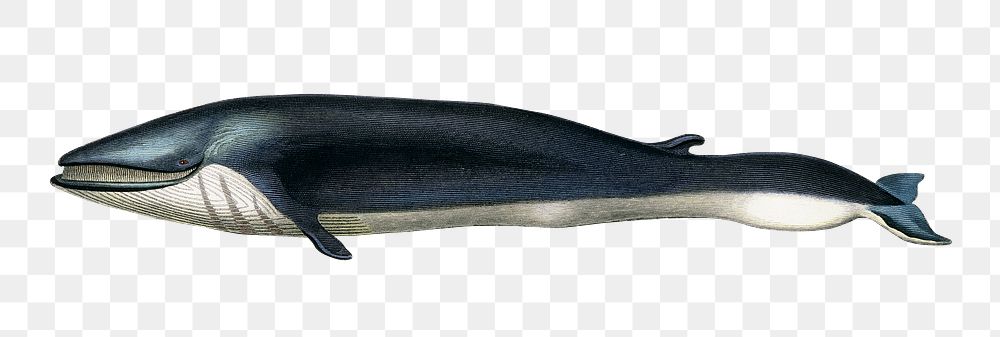 Vintage whale png, remix from artworks by Charles Dessalines D'orbigny