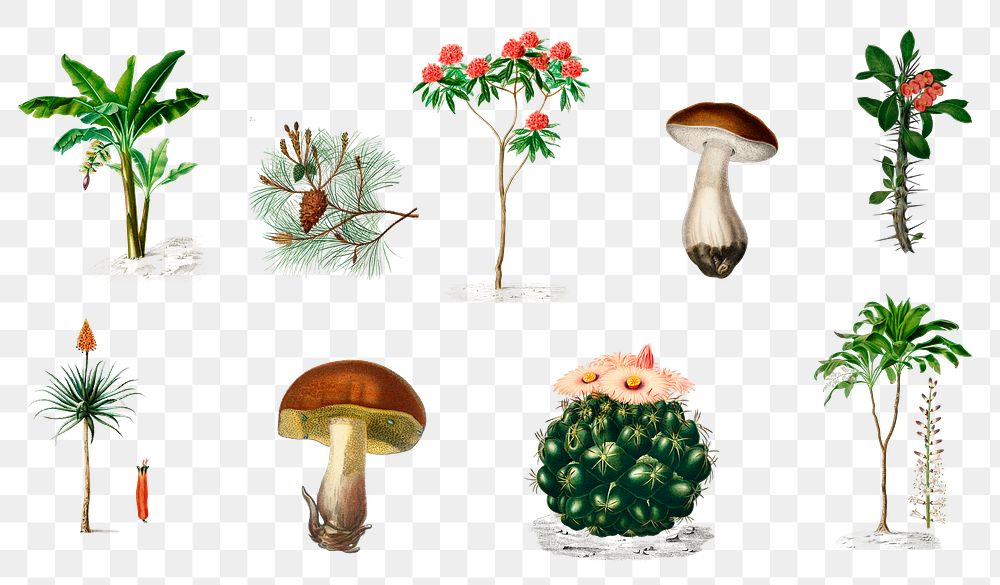 Vintage plant and mushroom png set, remix from artworks by Charles Dessalines D'orbigny