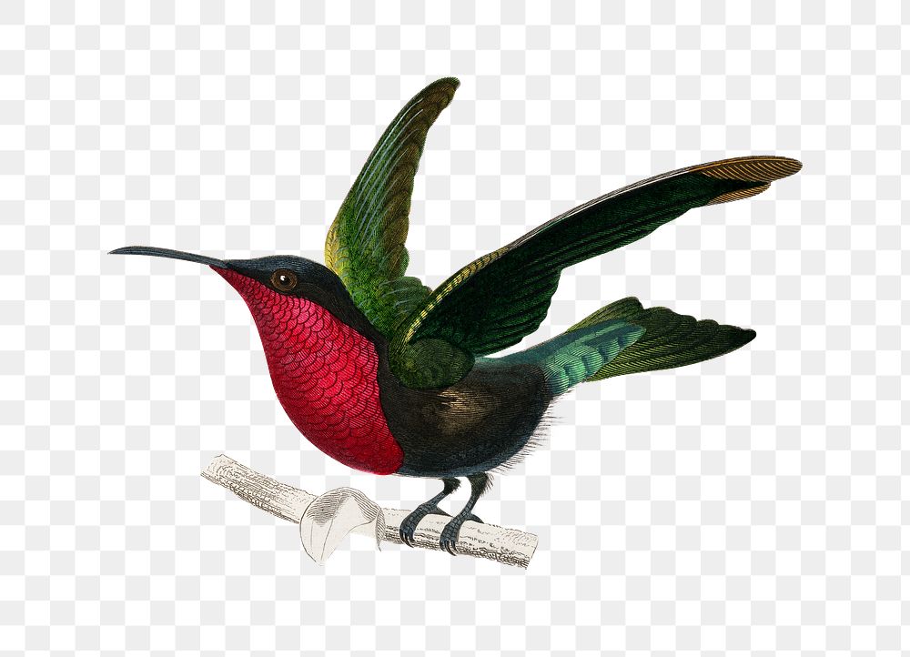 Vintage garnet throated hummingbird bird png, remix from artworks by Charles Dessalines D'orbigny