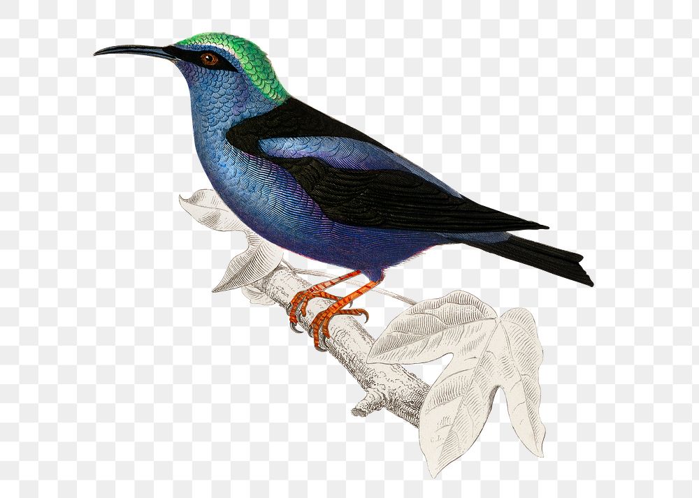 Vintage ed legged honeycreeper bird png, remix from artworks by Charles Dessalines D'orbigny