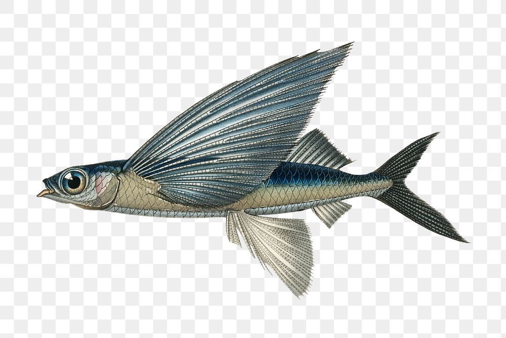 Vintage flying fish png, remix from artworks by Charles Dessalines D'orbigny