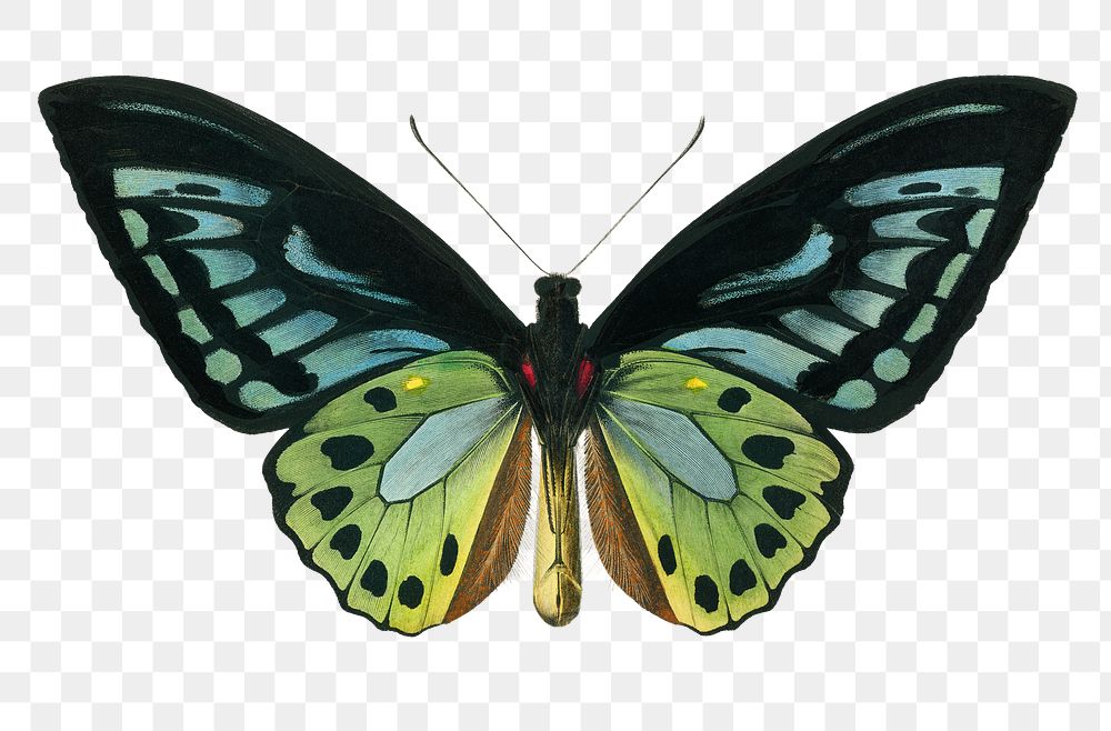 Vintage green birdwing png butterfly, remix from artworks by Charles Dessalines D'orbigny