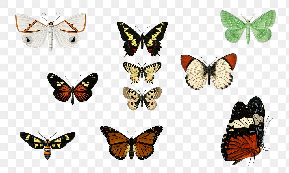 Vintage butterflies and moths png set, remix from artworks by Charles Dessalines D'orbigny