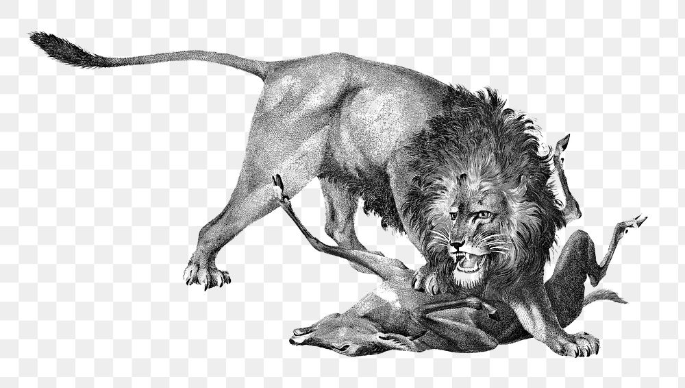 Vintage hunting lion png wild animal, remix from artworks by Charles Dessalines D'orbigny