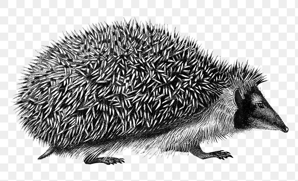 Vintage European hedgehog png animal, remix from artworks by Charles Dessalines D'orbigny