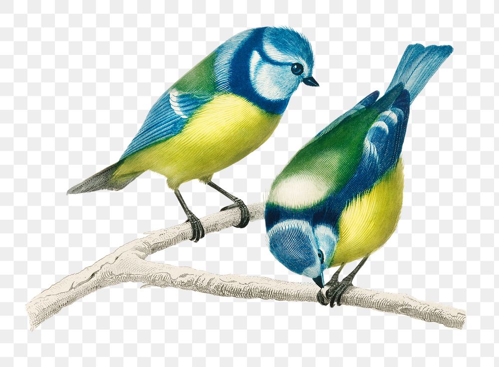 Vintage eurasian blue tit bird png, remix from artworks by Charles Dessalines D'orbigny