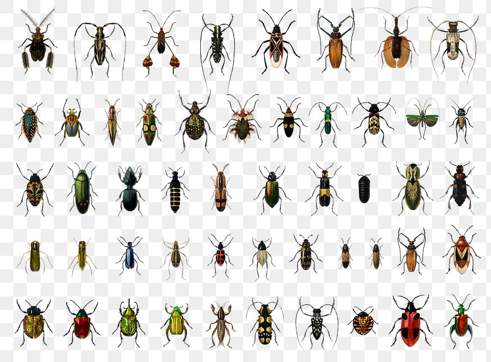 Vintage insect png set, remix from artworks by Charles Dessalines D'orbigny