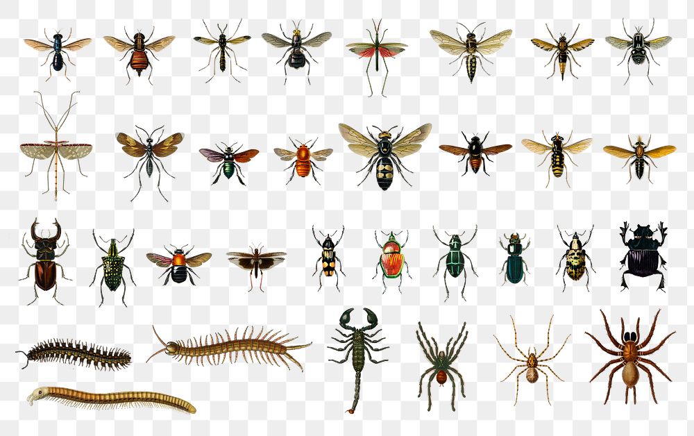 Different types of insects png remix from Charles Dessalines D' Orbigny