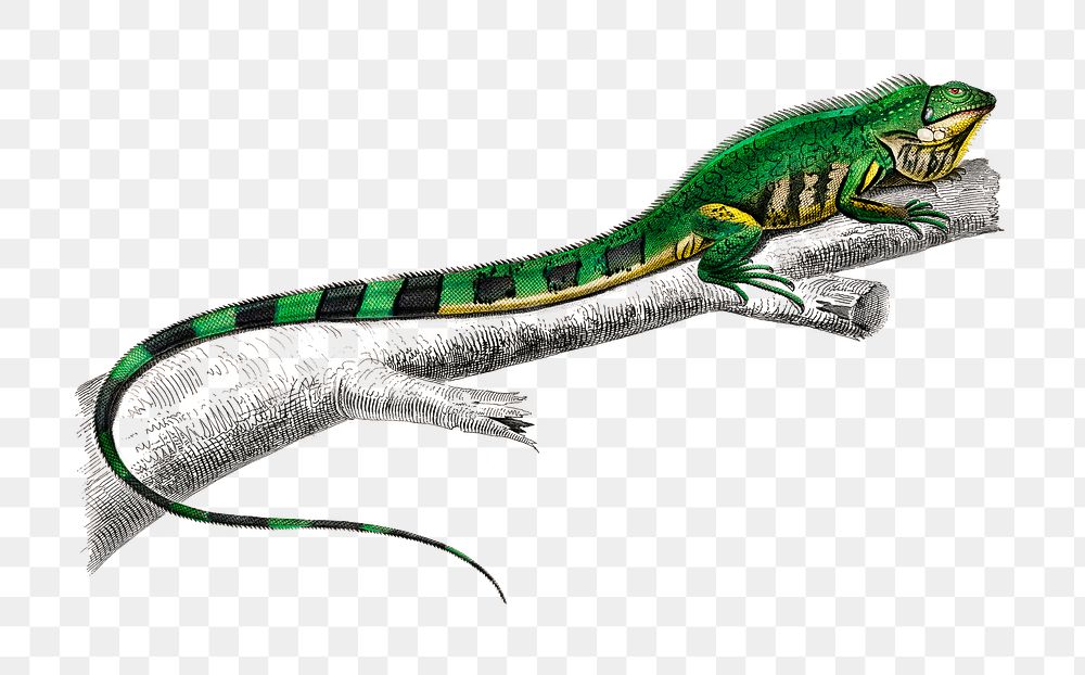 Vintage iguana png reptile animal, remix from artworks by Charles Dessalines D'orbigny
