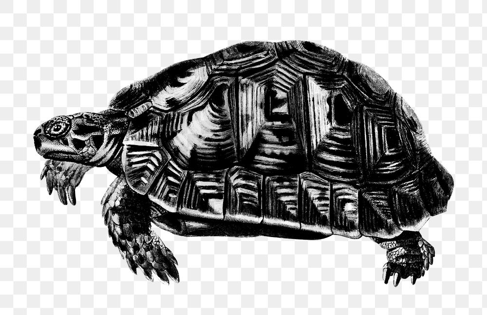 Vintage png tortoise reptile animal, remix from artworks by Charles Dessalines D'orbigny