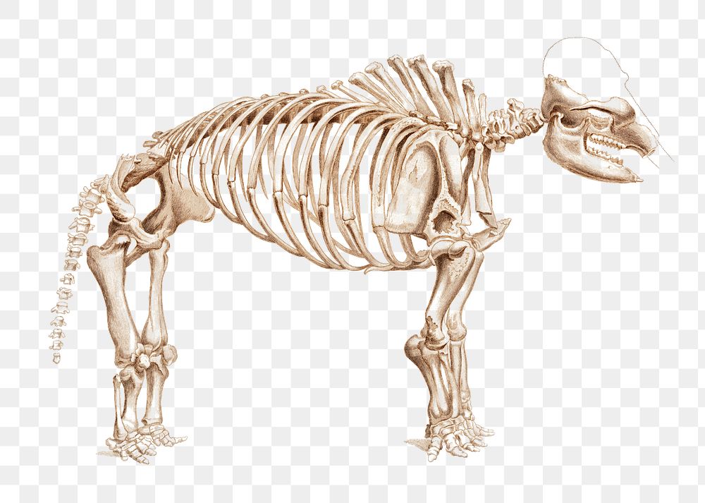 Mammoth skeleton png extinct animal, remix from artworks by Charles Dessalines D'orbigny
