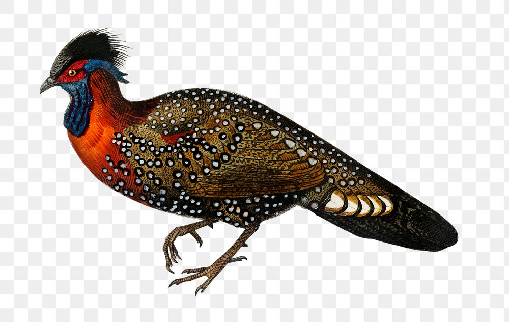 Vintage tragopan de Hastings bird png, remix from artworks by Charles Dessalines D'orbigny