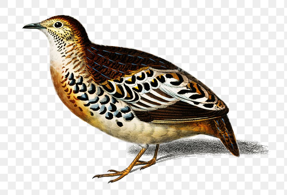Vintage buttonquail  bird png, remix from artworks by Charles Dessalines D'orbigny