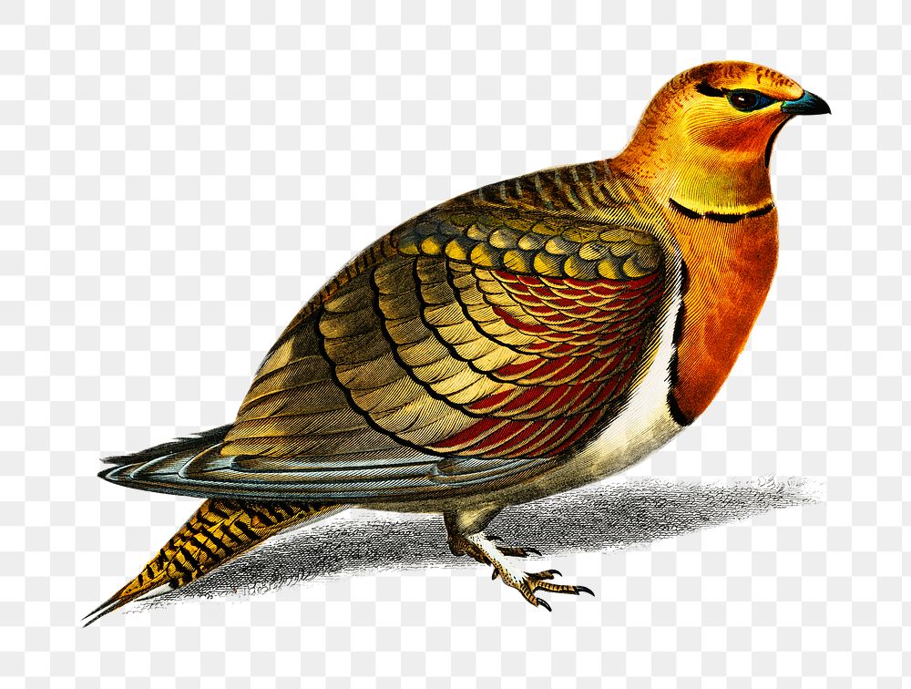 Vintage pin-tailed sandgrouse bird png, remix from artworks by Charles Dessalines D'orbigny