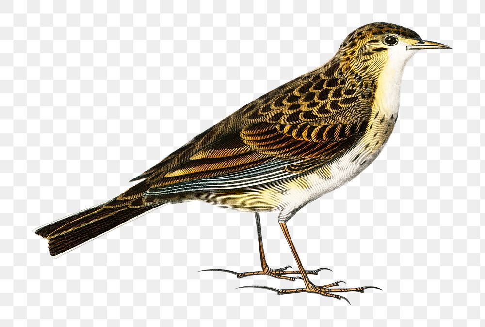 Vintage richard 's pipit bird png, remix from artworks by Charles Dessalines D'orbigny