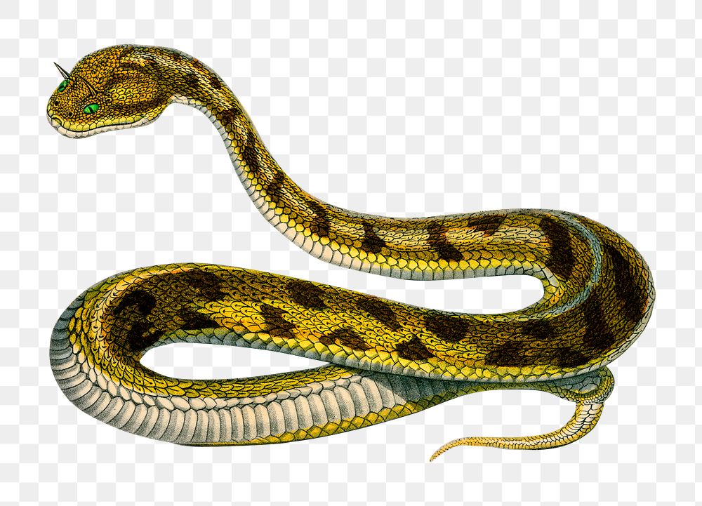 Vintage png Saharan horned Viper snake, remix from artworks by Charles Dessalines D'orbigny