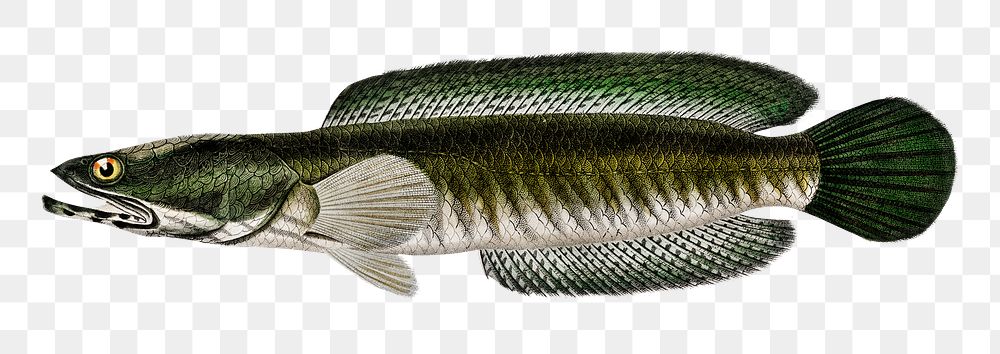 Vintage striped snakehead png fish, remix from artworks by Charles Dessalines D'orbigny