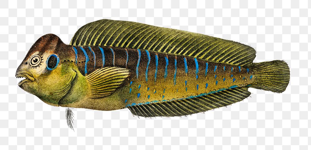 Vintage flathead grey mullet png fish, remix from artworks by Charles Dessalines D'orbigny